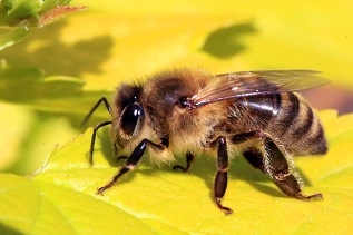 Bee